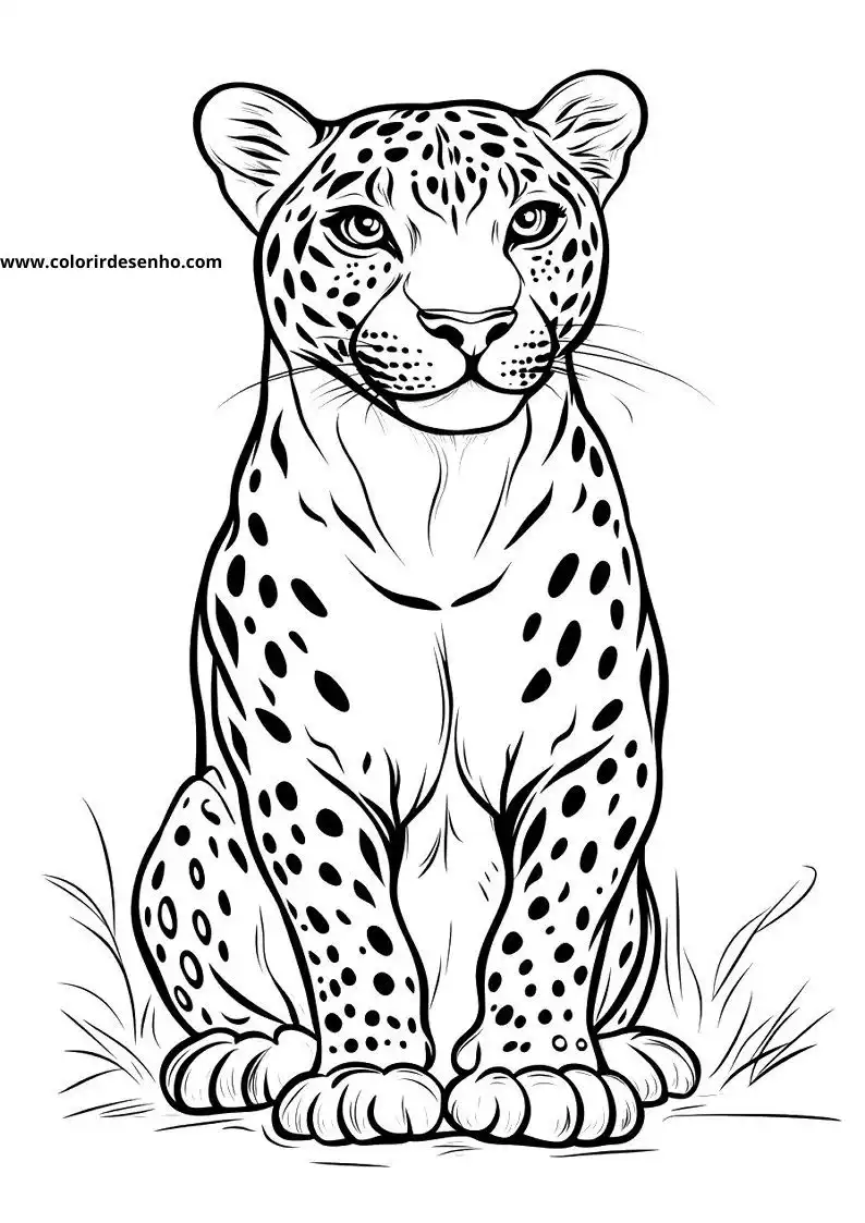 jaguar cub sitting upright on all fours facing forward