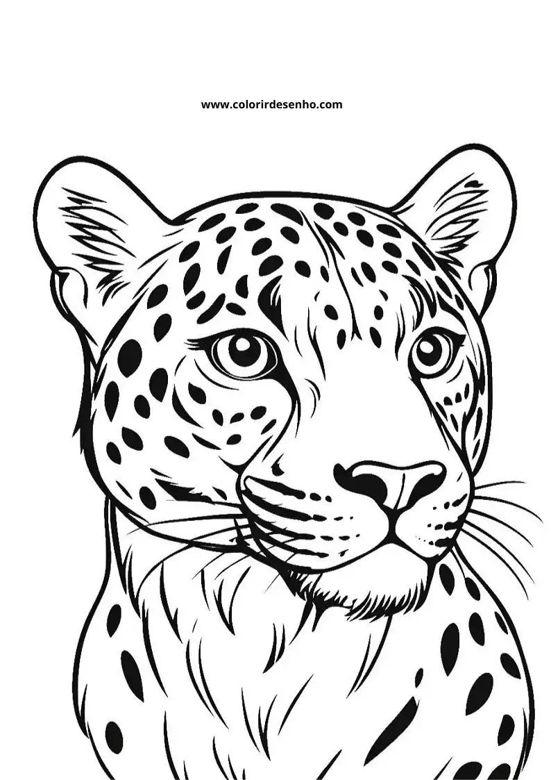 jaguar looking directly at viewer