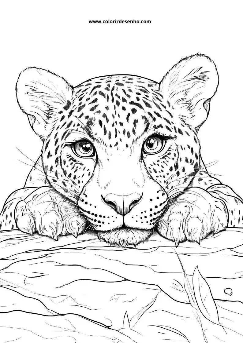 jaguar resting on rock