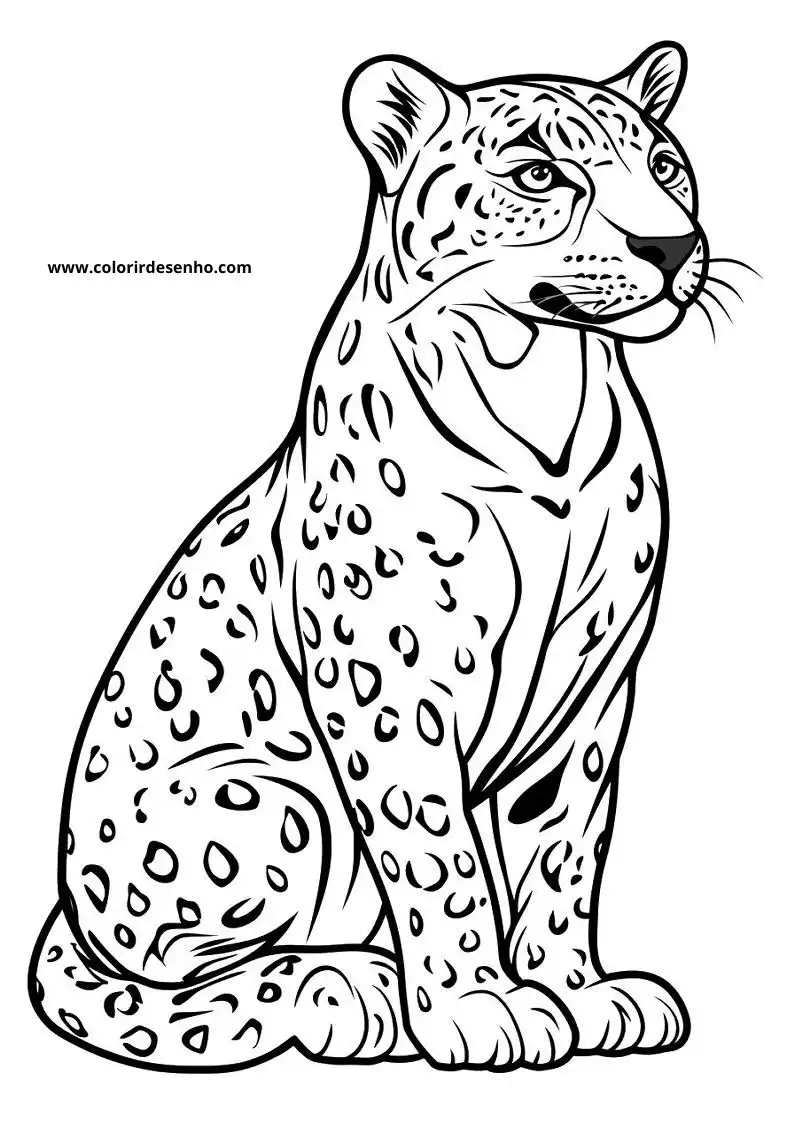 jaguar seated alertly in grass with spotted fur looking around