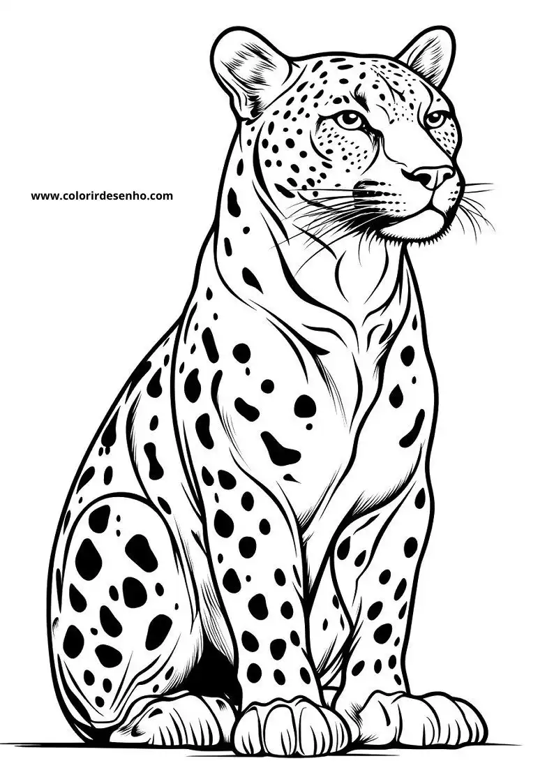 jaguar sitting alertly in a poised stance