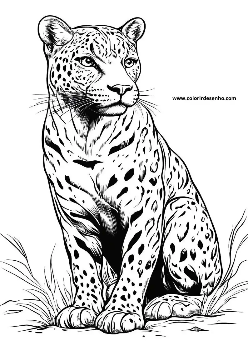 jaguar sitting alertly on all fours spotted fur visible grass beneath its paws