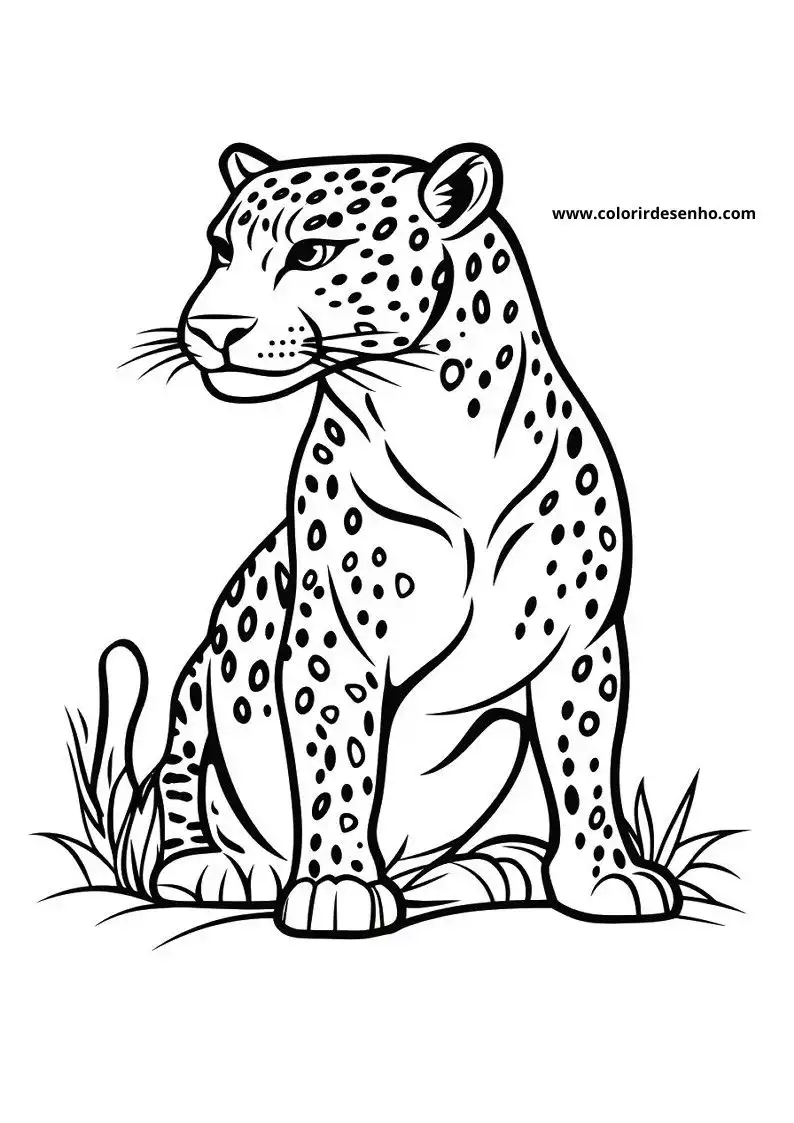 jaguar sitting alertly on all fours with spotted fur looking around