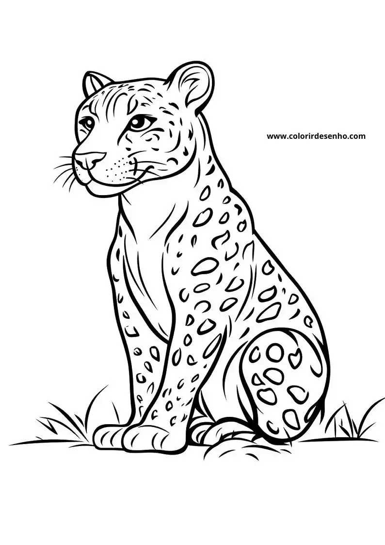 jaguar sitting alertly on grass looking forward