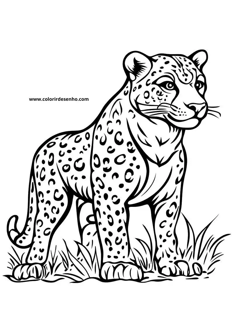 jaguar sitting alertly on grass with spotted fur and raised ears