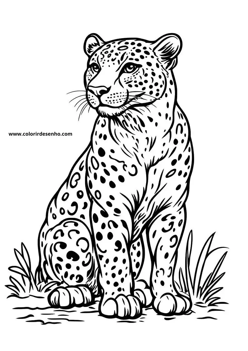 jaguar sitting in grass alert and poised