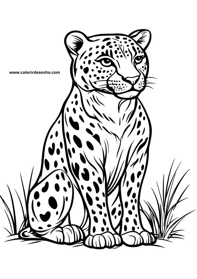 jaguar sitting in grass spotted coat visible