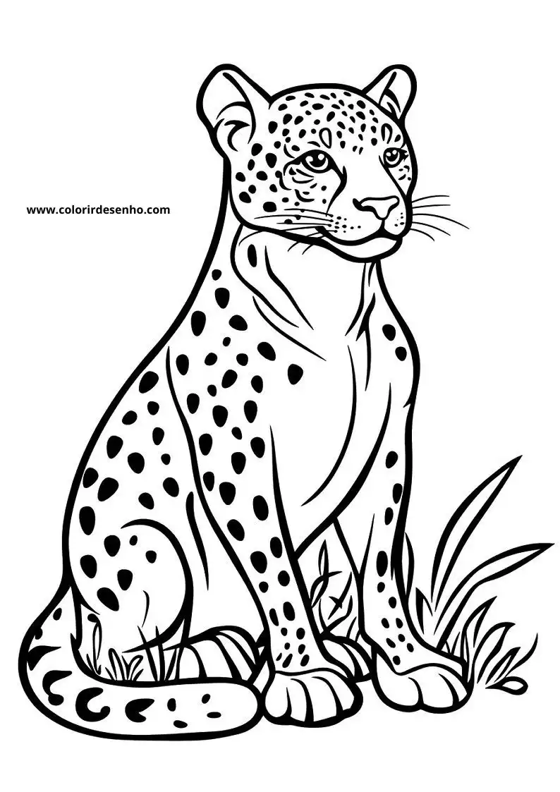 jaguar sitting in grass