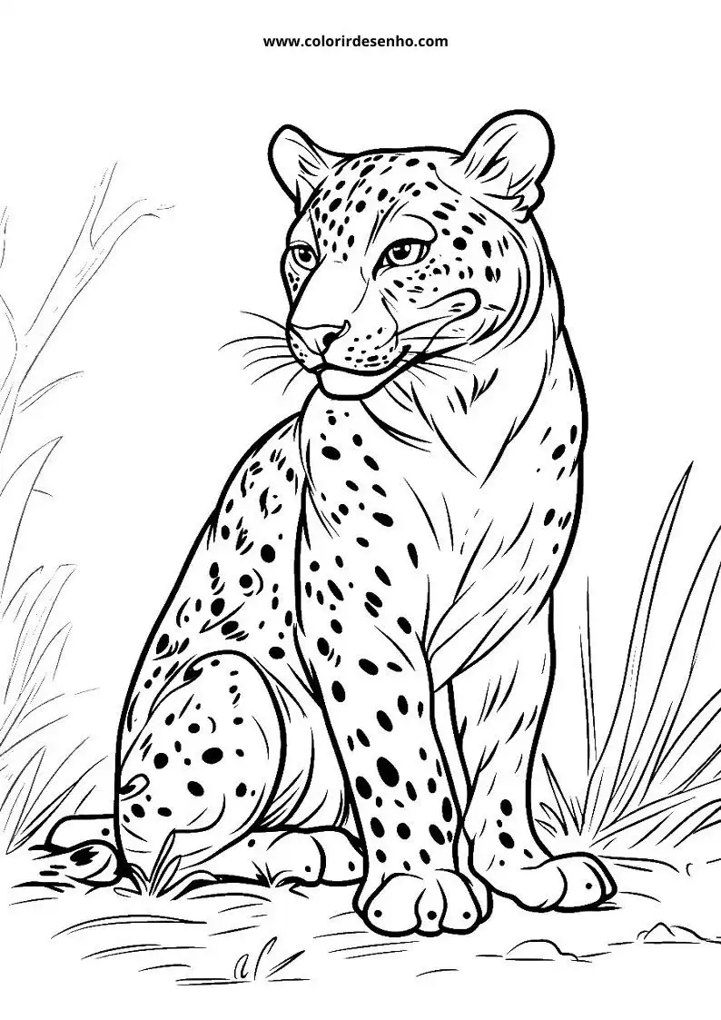 jaguar sitting in grassland