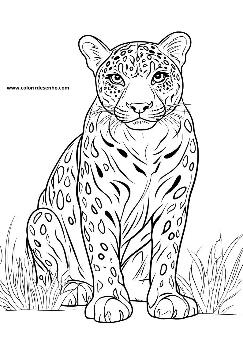 jaguar sitting in grassy area