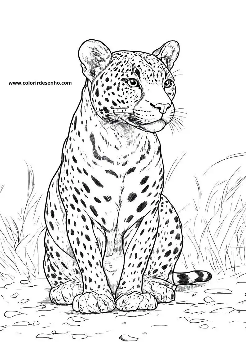 jaguar sitting in grassy terrain looking alert