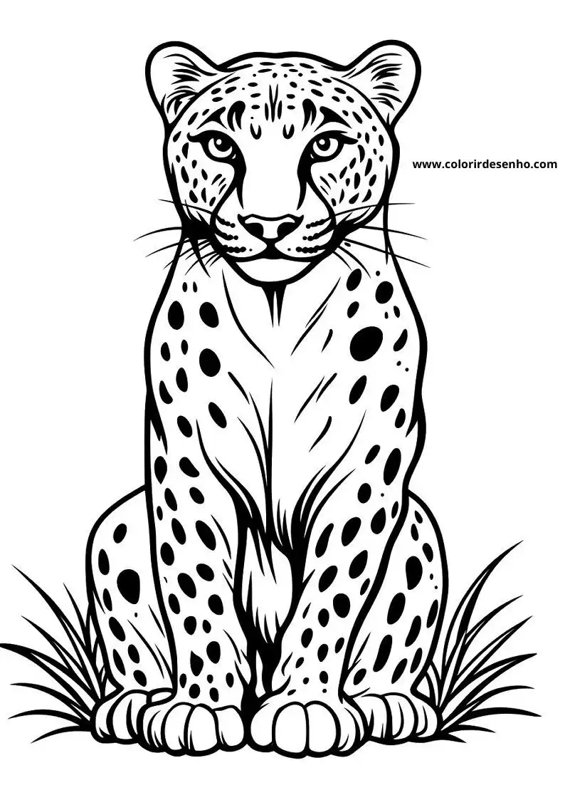 jaguar sitting upright on all fours looking alert among grasses