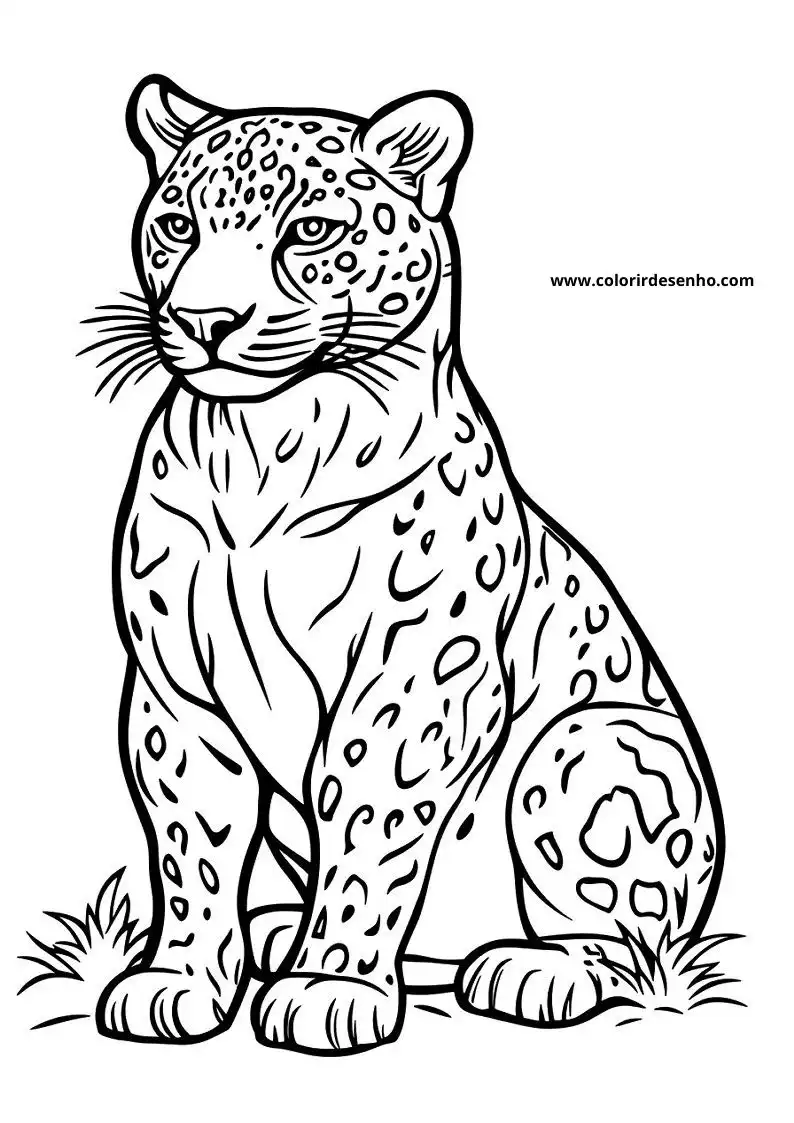 jaguar sitting upright on all fours looking alertly