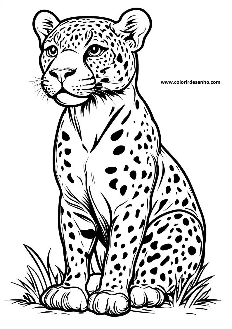 jaguar sitting upright on grass with alert expression
