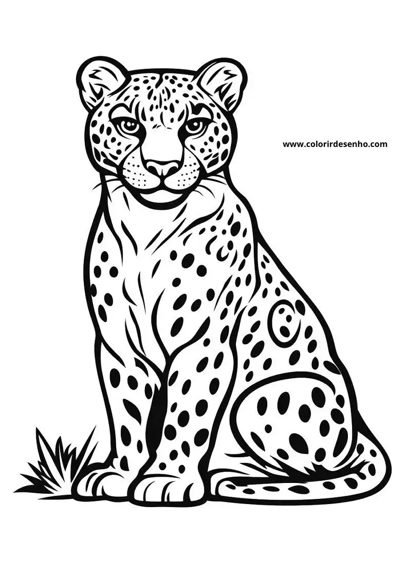 jaguar sitting upright with big eyes and spots on body tail coiled up