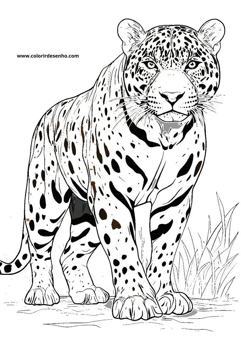 jaguar standing alert with intense gaze in grassy field