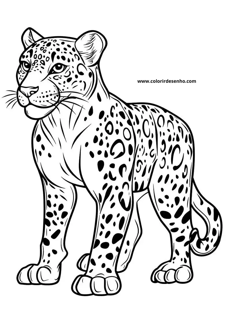 jaguar standing alert with spotted fur in black and white