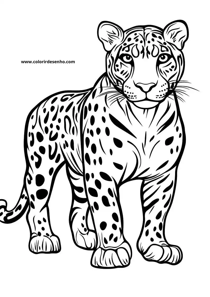 jaguar standing alertly with striped body and spots on body