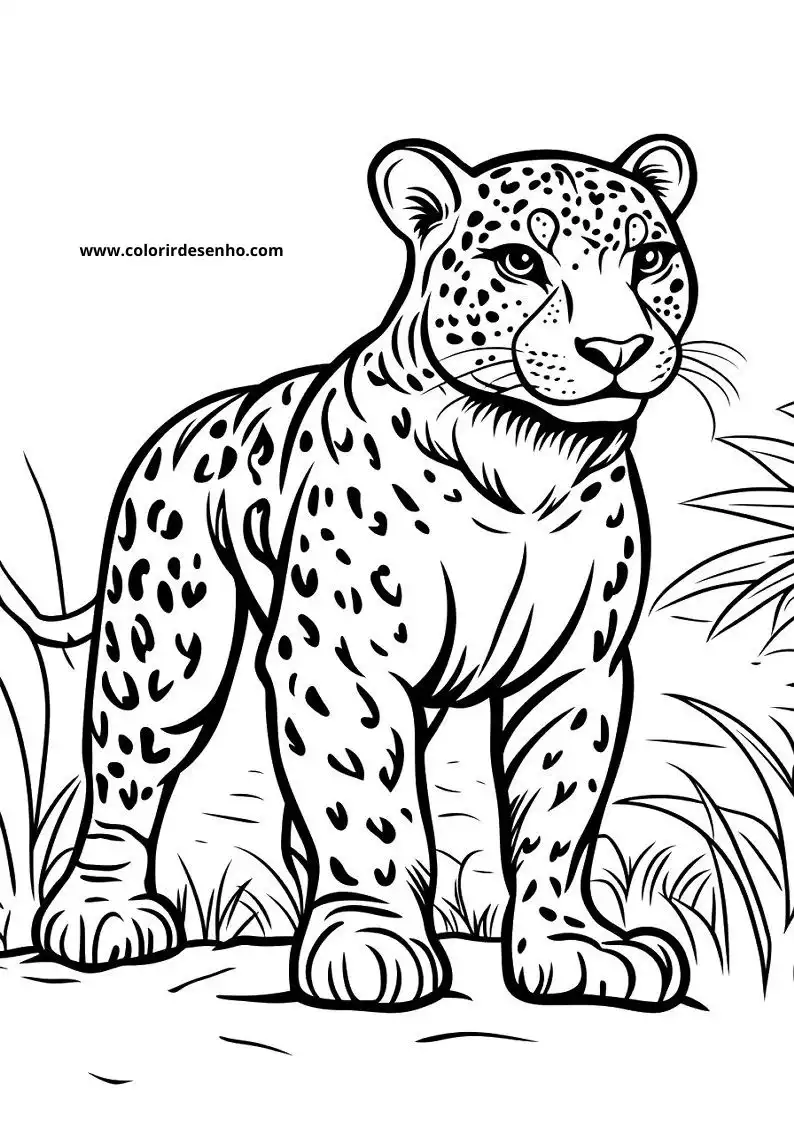 jaguar standing in grassy terrain