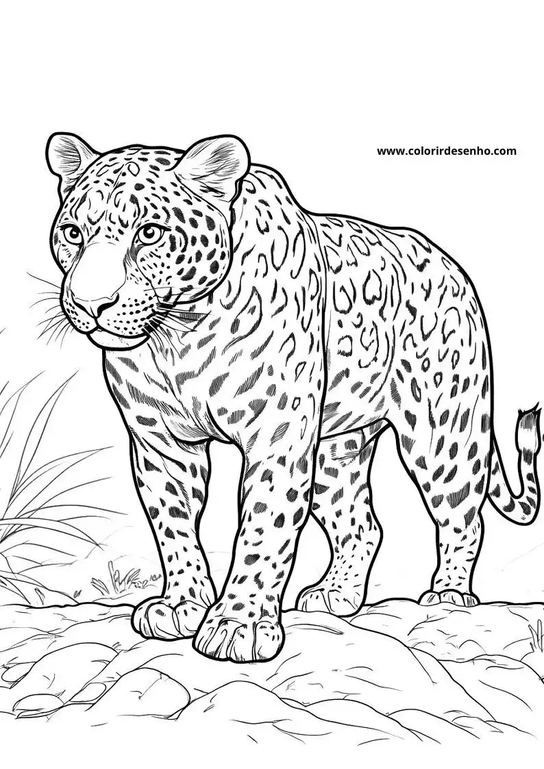 jaguar standing on rocky terrain in a grassy area
