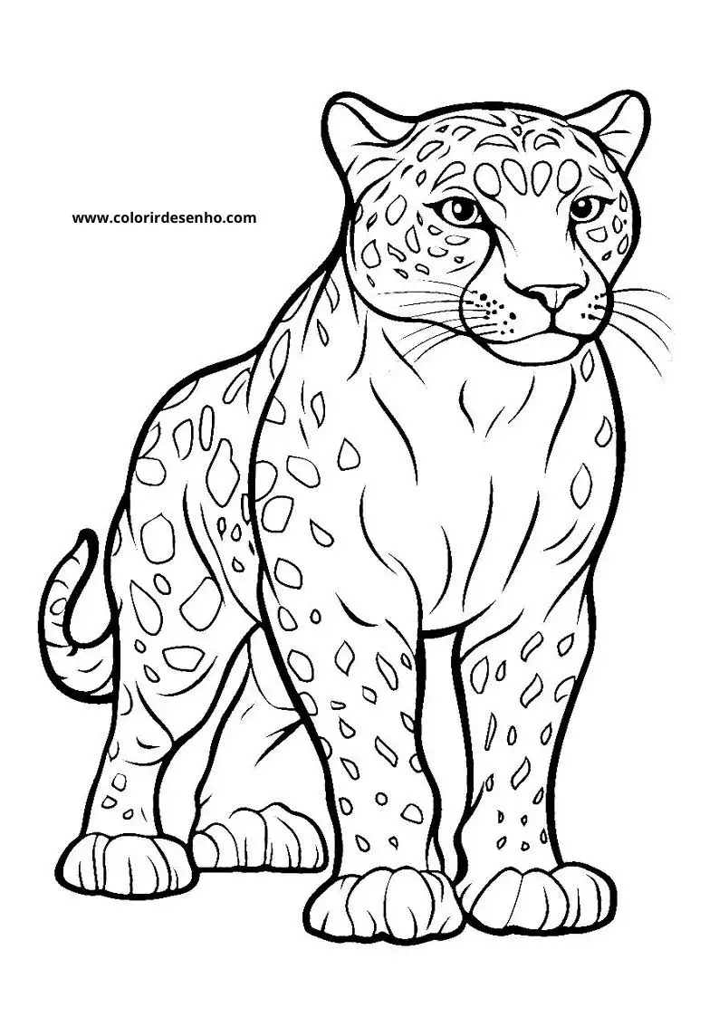 jaguar standing upright on all fours looking alert