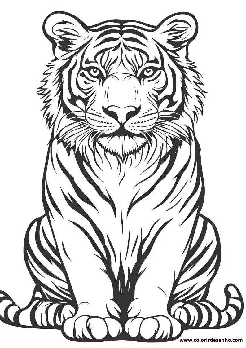 tiger sitting straight with intense gaze stripes prominent paws curled around body