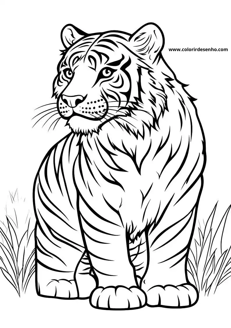 tiger standing in grassy area