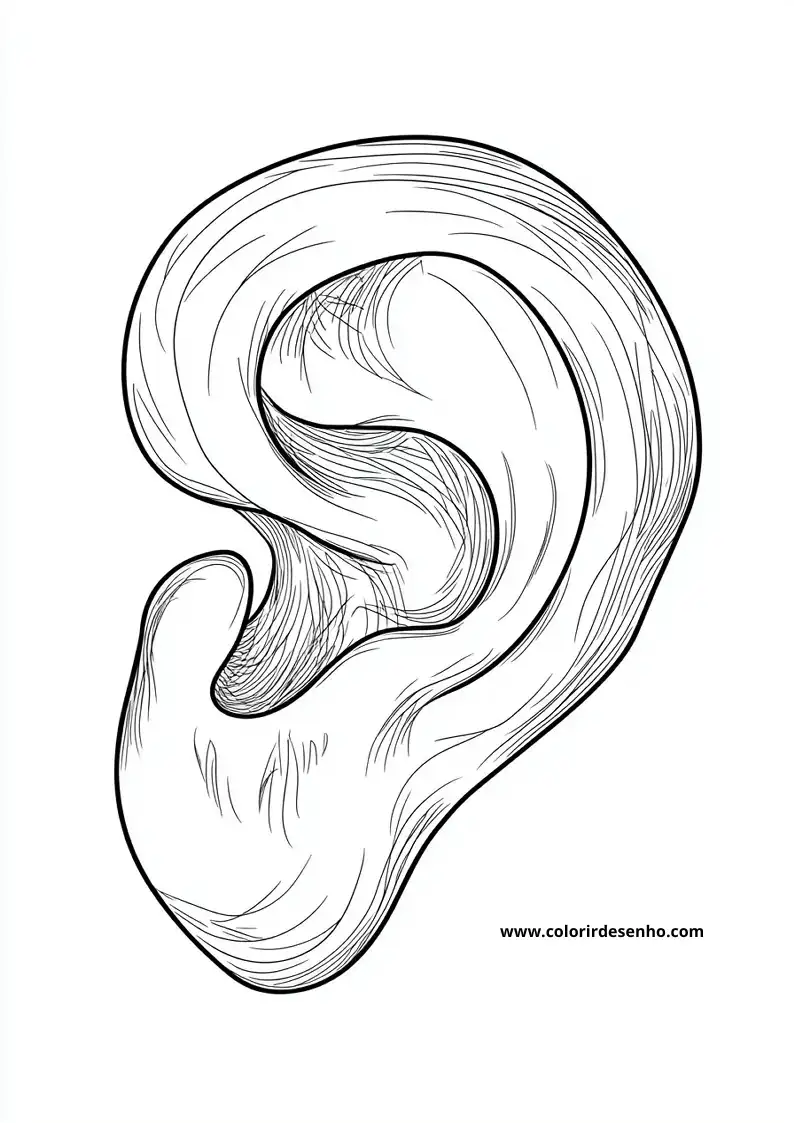 Ear Coloring Pages 4