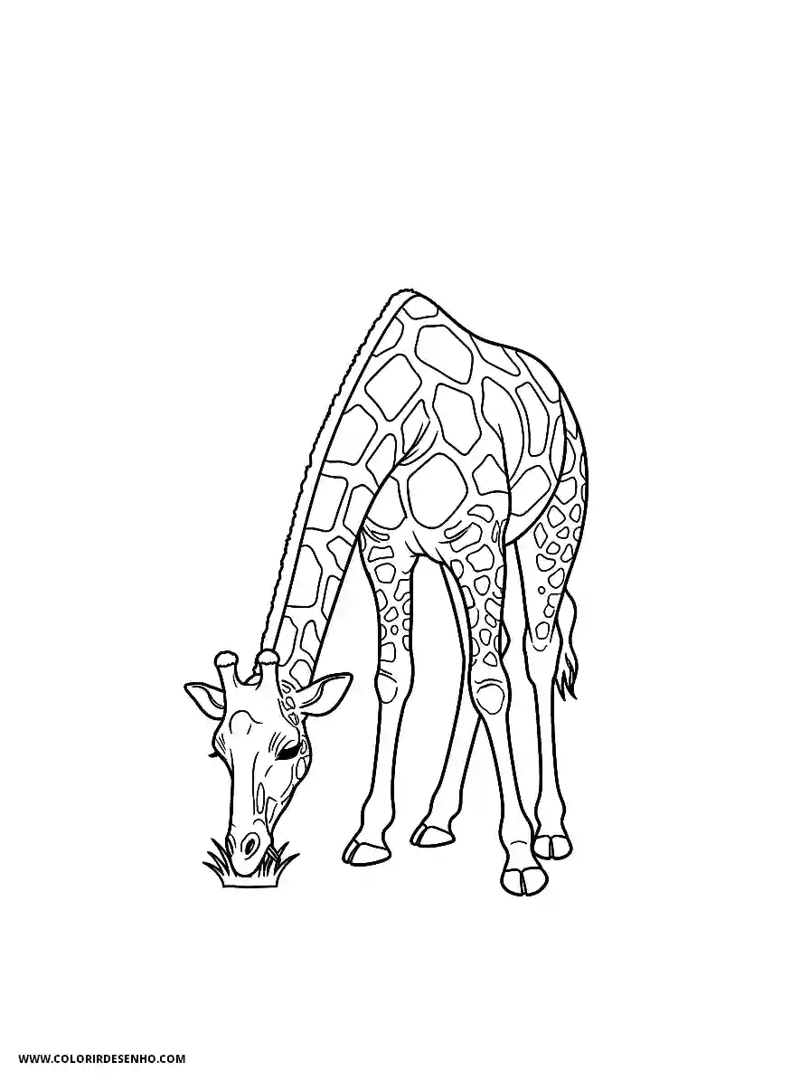 giraffe bending down to eat grass in a plain setting