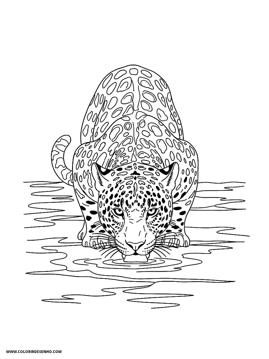 jaguar drinking water in a pond