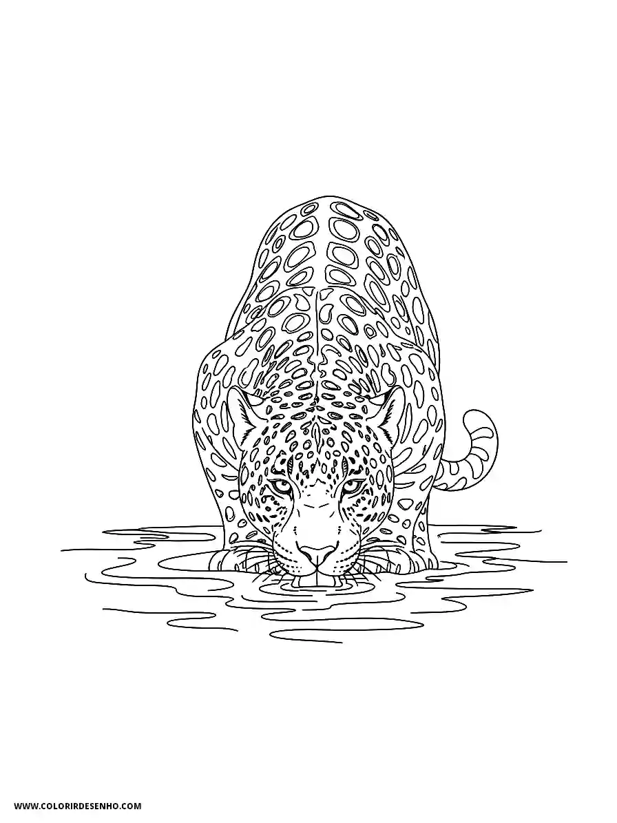 jaguar drinking water in shallow pool