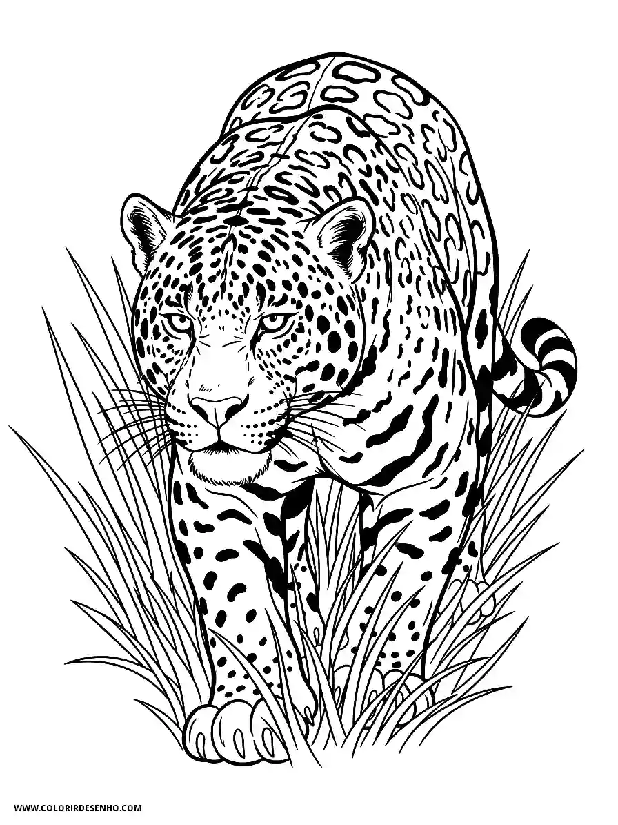jaguar standing in grass alert and focused